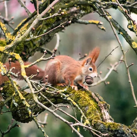 Apartamento Apfelhof - Wielath *