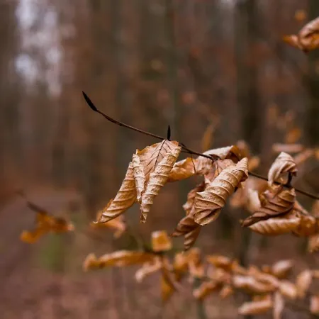 Apfelhof - Wielath *