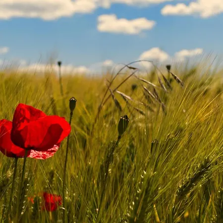 Apfelhof - Wielath Apartamento